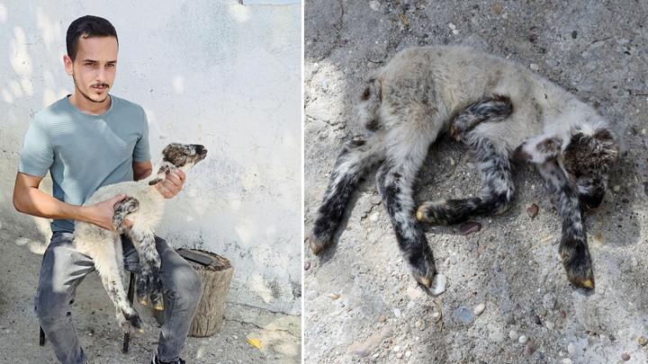 Antalya'da 5 bacaklı kuzu doğdu! 'Annesi besleyemiyor, biz besliyoruz'