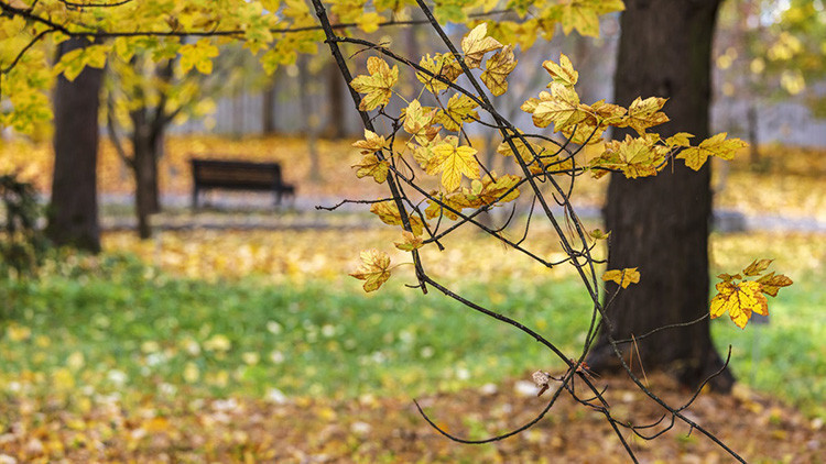 Pastırma Yazı Nedir Pastırma Yazı Nedir