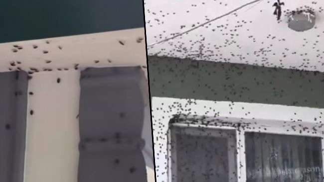 Havaların soğumasıyla evleri istila ettiler: İlçede herkes tedirgin! 'Son iki gündür her yerde karşımıza çıkıyor'