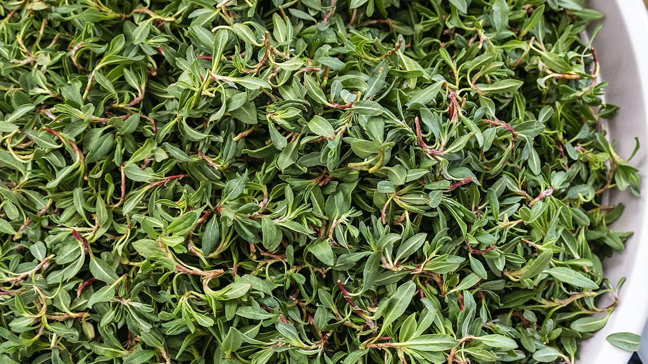 Doğanın tazeliği mutfağınıza gelsin: Madımak yemeği nasıl pişirilir