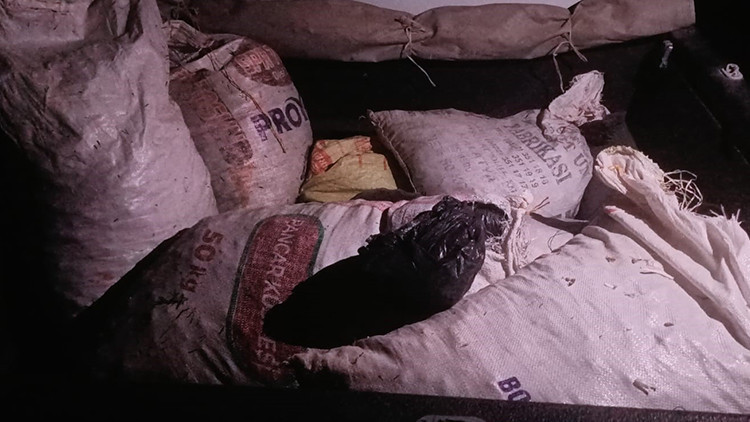 Koruma altındaki bir tür: Tunceli'de kırsaldan toplayıp kaçıracaklardı! Çuvallar içinde ele geçirildi, 557 bin lira ceza kesildi