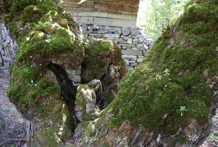 Erzurumdaki 300 yıllık ağaçta şok görüntü Mahalleli olarak her baktığımızda şaşırıyoruz