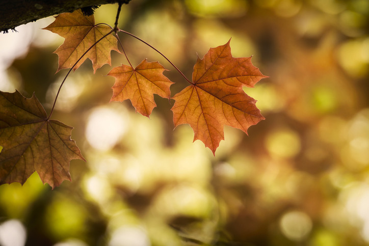 PASTIRMA YAZI NE ZAMAN BAŞLAR, HANGİ AYDA GÖRÜLÜR
