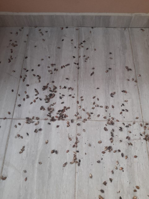 Vatandaşı canından bezdirdi Uzman isim açıkladı: Tedirgin eden bulgular görülüyor... Dokunanlar tehlike altında