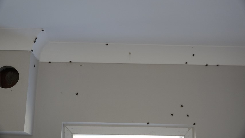 Vatandaşı canından bezdirdi Uzman isim açıkladı: Tedirgin eden bulgular görülüyor... Dokunanlar tehlike altında