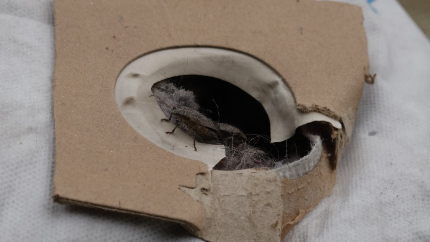 Vatandaşı canından bezdirdi Uzman isim açıkladı: Tedirgin eden bulgular görülüyor... Dokunanlar tehlike altında