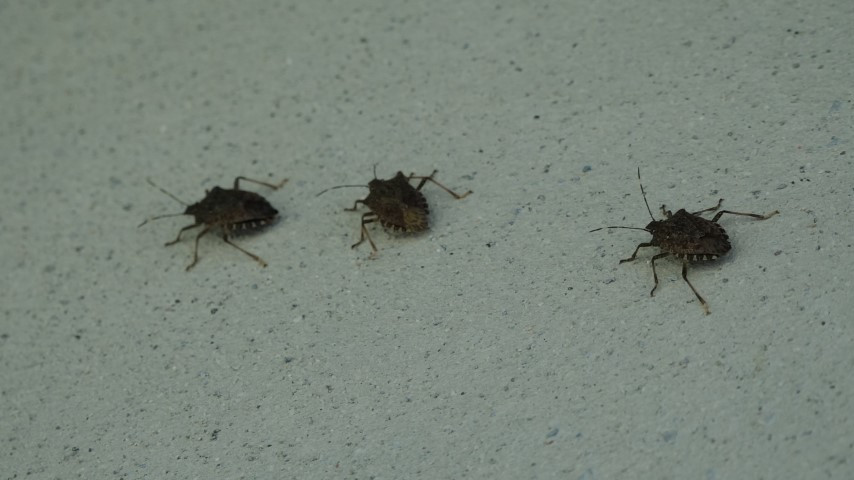 Vatandaşı canından bezdirdi Uzman isim açıkladı: Tedirgin eden bulgular görülüyor... Dokunanlar tehlike altında