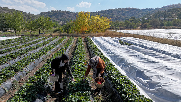 Atalarından miras kalan atıl durumdaki topraklara ektiler Gelin görümce beraber yapıyor: Sabah 5te uyanıp başlıyoruz