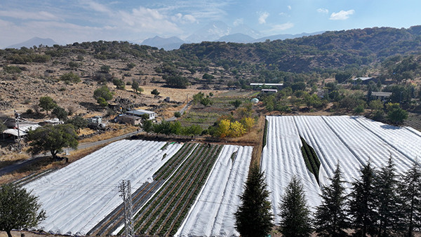 Atalarından miras kalan atıl durumdaki topraklara ektiler Gelin görümce beraber yapıyor: Sabah 5te uyanıp başlıyoruz