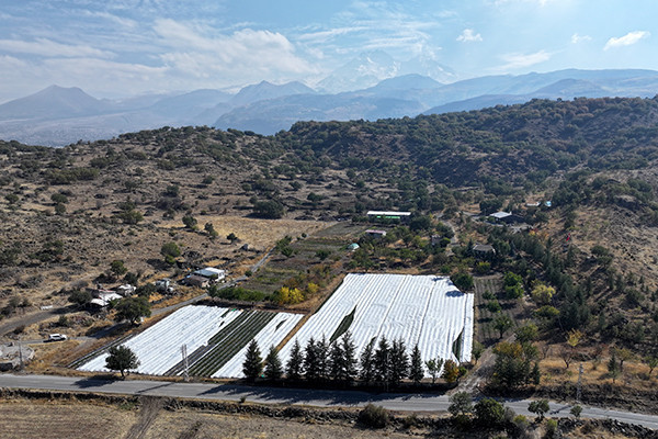 Atalarından miras kalan atıl durumdaki topraklara ektiler Gelin görümce beraber yapıyor: Sabah 5te uyanıp başlıyoruz