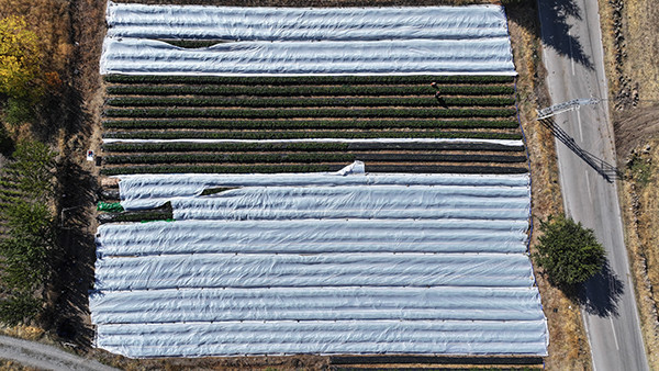 Atalarından miras kalan atıl durumdaki topraklara ektiler Gelin görümce beraber yapıyor: Sabah 5te uyanıp başlıyoruz