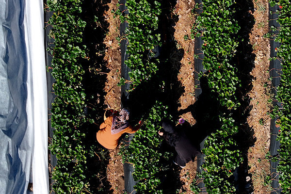 Atalarından miras kalan atıl durumdaki topraklara ektiler Gelin görümce beraber yapıyor: Sabah 5te uyanıp başlıyoruz