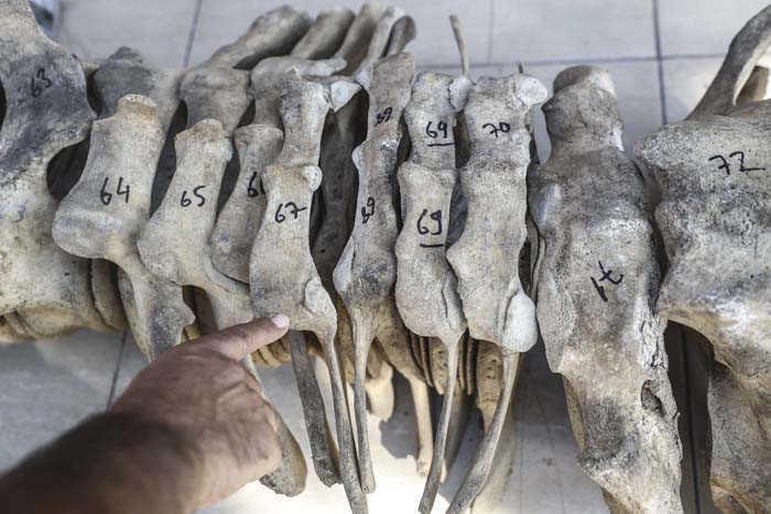 6 günün sonunda toprak altından çıkarıldı 2026 yılında herkes görecek | Artık kemiklerin birleştirilmesi süreci başlıyor