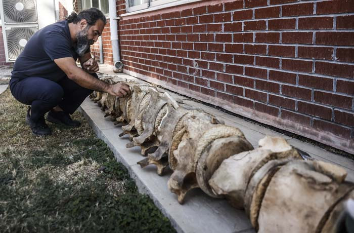 6 günün sonunda toprak altından çıkarıldı 2026 yılında herkes görecek | Artık kemiklerin birleştirilmesi süreci başlıyor