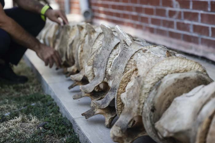 6 günün sonunda toprak altından çıkarıldı 2026 yılında herkes görecek | Artık kemiklerin birleştirilmesi süreci başlıyor