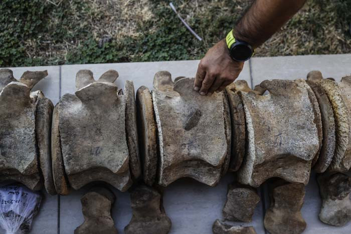 6 günün sonunda toprak altından çıkarıldı 2026 yılında herkes görecek | Artık kemiklerin birleştirilmesi süreci başlıyor