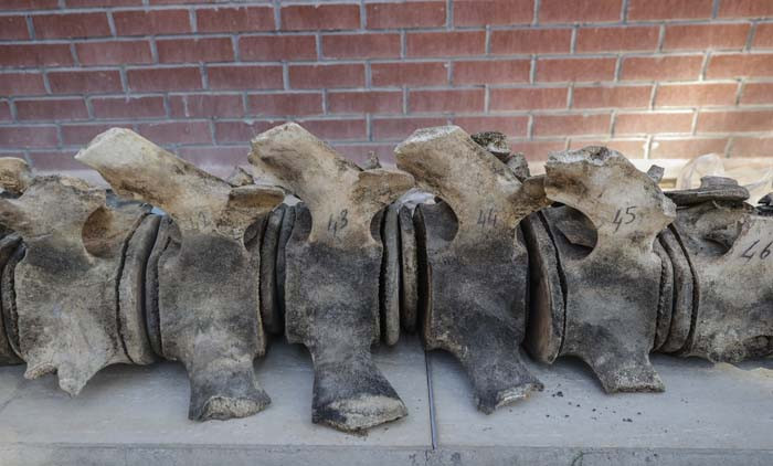 6 günün sonunda toprak altından çıkarıldı 2026 yılında herkes görecek | Artık kemiklerin birleştirilmesi süreci başlıyor