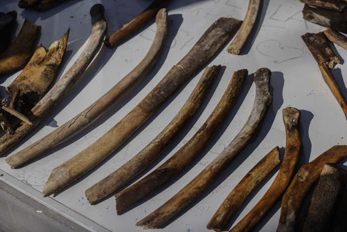 6 günün sonunda toprak altından çıkarıldı 2026 yılında herkes görecek | Artık kemiklerin birleştirilmesi süreci başlıyor