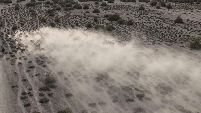 Toz bulutlarının arasında görüntülendi! Her gün saat 10'da çıkıyorlar gün batımında dönüyorlar