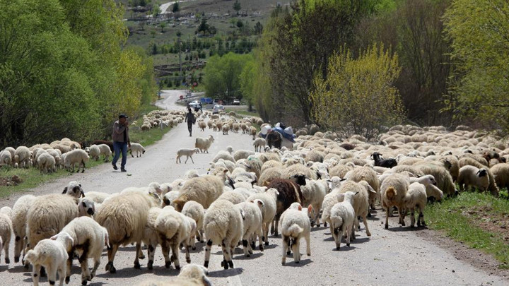 Geleneksel göç: Yayla mesaisinin sonu... Sürüleriyle kilometrelerce yol yürüyorlar