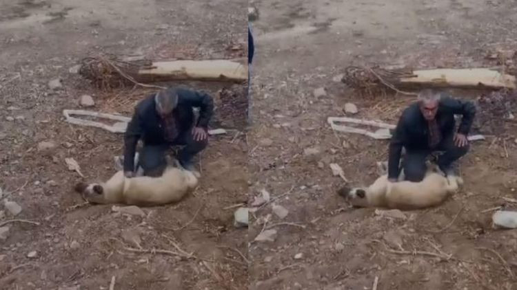 Köpeği kalp masajıyla kurtardı… O anlar kamerada