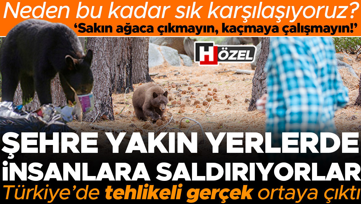 Ayı saldırısına uğrayan insan sayısı her gün artıyor! Peki neden ayılar ve insanlar bu kadar çok karşılaşıyor? Saldırı anında nasıl hayatta kalacağız? Uzman isimler anlattı