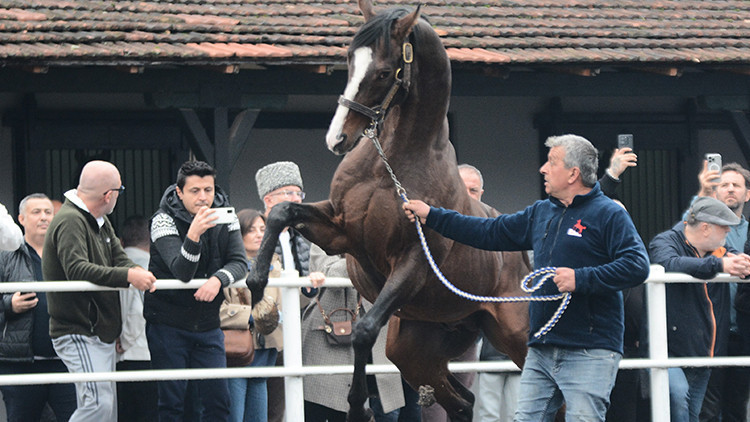 Yavruları 25 milyon dolar kazanç sağladı! Dubai prensinin harasından Türkiye'ye getirildi