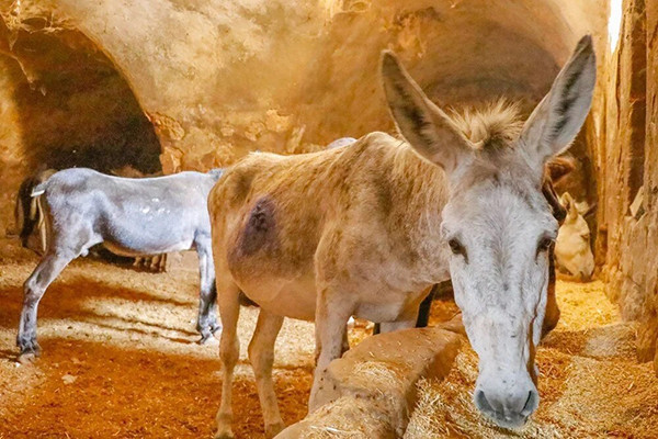 7 yıl çalışıp emekli oluyorlar Kadrolu eşekler yıllardır sokak sokak geziyor | Artık kademeli olarak ayrılacaklar