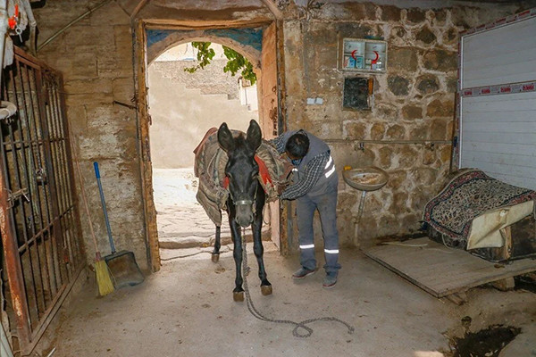 7 yıl çalışıp emekli oluyorlar Kadrolu eşekler yıllardır sokak sokak geziyor | Artık kademeli olarak ayrılacaklar