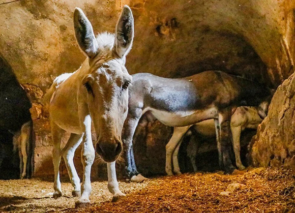 7 yıl çalışıp emekli oluyorlar Kadrolu eşekler yıllardır sokak sokak geziyor | Artık kademeli olarak ayrılacaklar