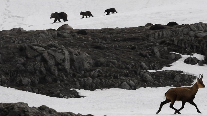 Boz ayıdan kaçan çengel boynuzlu dağ keçileri kamerada