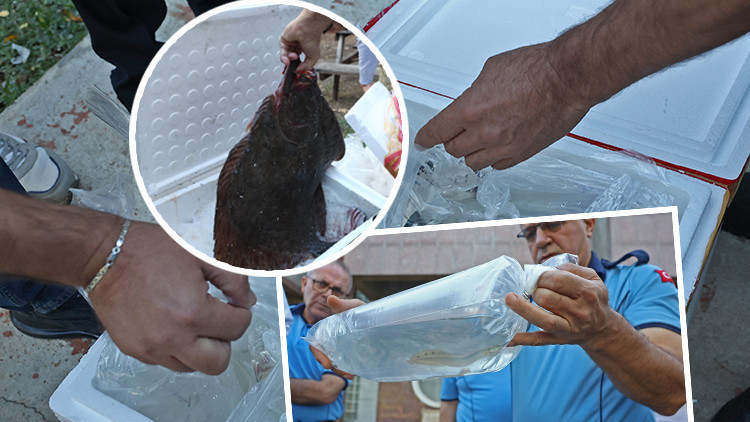 Zabıta ekipleri dumura uğradı! Otogardaki denetimde kolilerden çıktı: Tayland'dan getirmişler