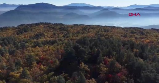 Dünyadaki tek kasnak meşesi ormanına izinsiz girmenin cezası 557 bin TL