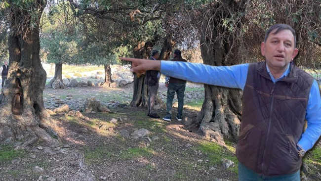 Türkiye'de sadece Gökçeada'da var! Dünyada çok fazla yerde bulunmuyor: 'Nasıl gelmiş, kim getirmiş bilen yok'