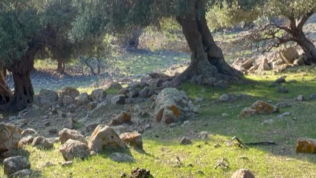 Türkiyede sadece Gökçeadada var Dünyada çok fazla yerde bulunmuyor: Nasıl gelmiş, kim getirmiş bilen yok