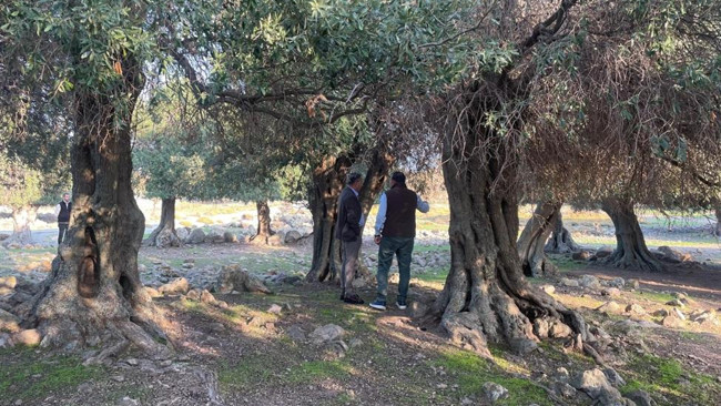 Türkiyede sadece Gökçeadada var Dünyada çok fazla yerde bulunmuyor: Nasıl gelmiş, kim getirmiş bilen yok