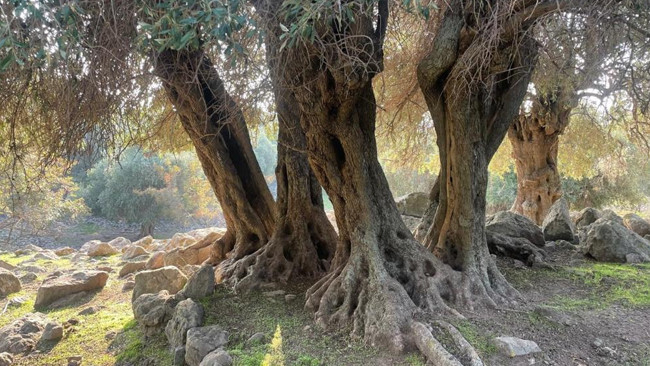 Türkiyede sadece Gökçeadada var Dünyada çok fazla yerde bulunmuyor: Nasıl gelmiş, kim getirmiş bilen yok