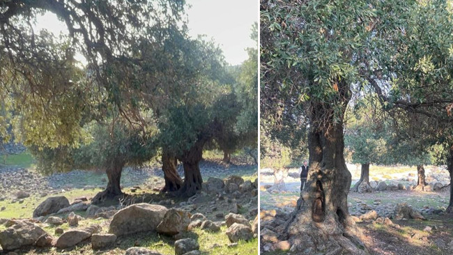 Türkiyede sadece Gökçeadada var Dünyada çok fazla yerde bulunmuyor: Nasıl gelmiş, kim getirmiş bilen yok