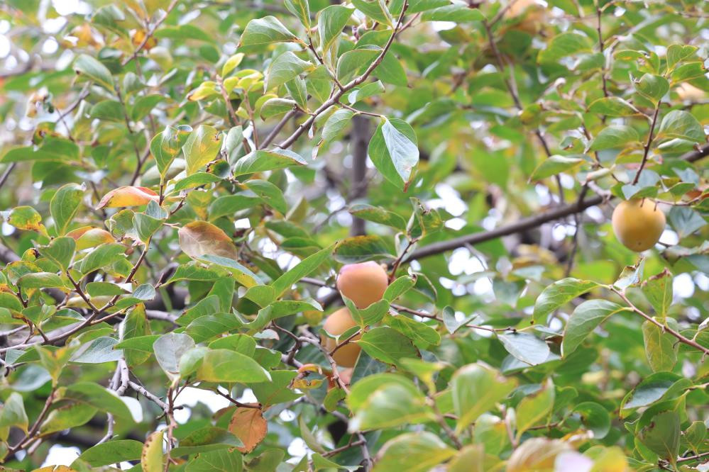 Bu köyde ne ekersen onu biçiyorsun Bölgede Akdeniz ve Karadeniz iklimi esiyor: Olur mu olmaz mı diyerek denedik, oldu