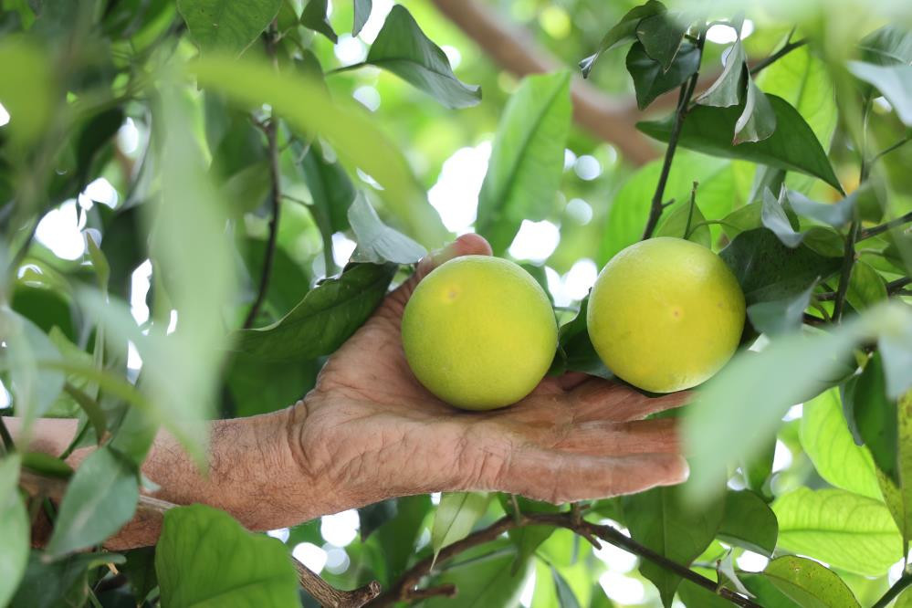 Bu köyde ne ekersen onu biçiyorsun Bölgede Akdeniz ve Karadeniz iklimi esiyor: Olur mu olmaz mı diyerek denedik, oldu