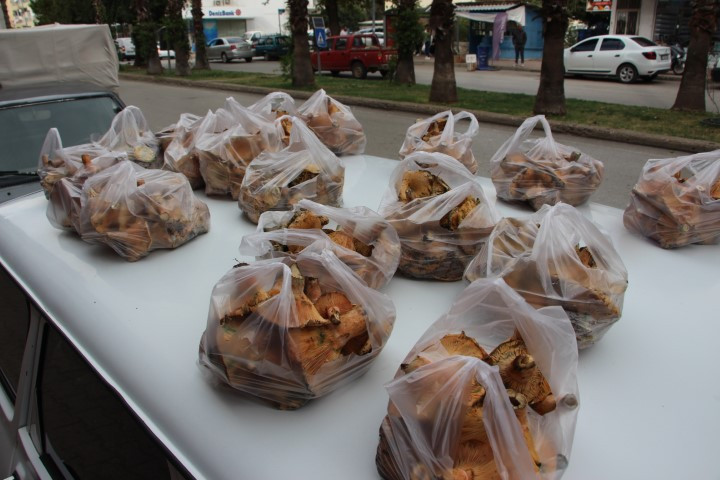 Ormanlarda kendiliğinden yetişiyor Bölge halkının geçim kaynağı oldu... Kilosu 500 liraya kadar çıkıyor