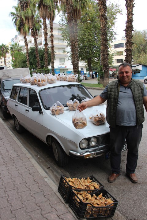 Ormanlarda kendiliğinden yetişiyor Bölge halkının geçim kaynağı oldu... Kilosu 500 liraya kadar çıkıyor