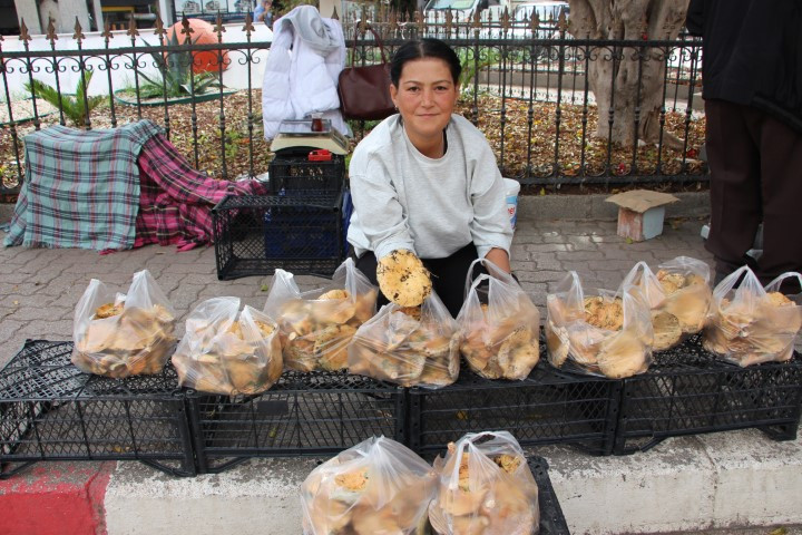 Ormanlarda kendiliğinden yetişiyor Bölge halkının geçim kaynağı oldu... Kilosu 500 liraya kadar çıkıyor
