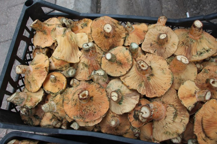 Ormanlarda kendiliğinden yetişiyor Bölge halkının geçim kaynağı oldu... Kilosu 500 liraya kadar çıkıyor