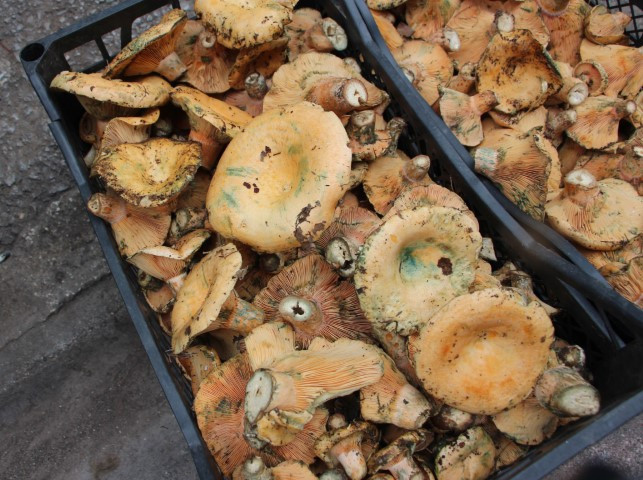 Ormanlarda kendiliğinden yetişiyor Bölge halkının geçim kaynağı oldu... Kilosu 500 liraya kadar çıkıyor