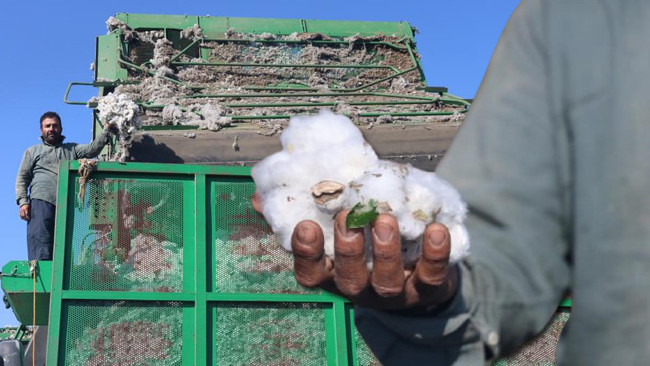 'Beyaz altın' toplanmaya başlandı: Fiyatı 25 liraya kadar düştü