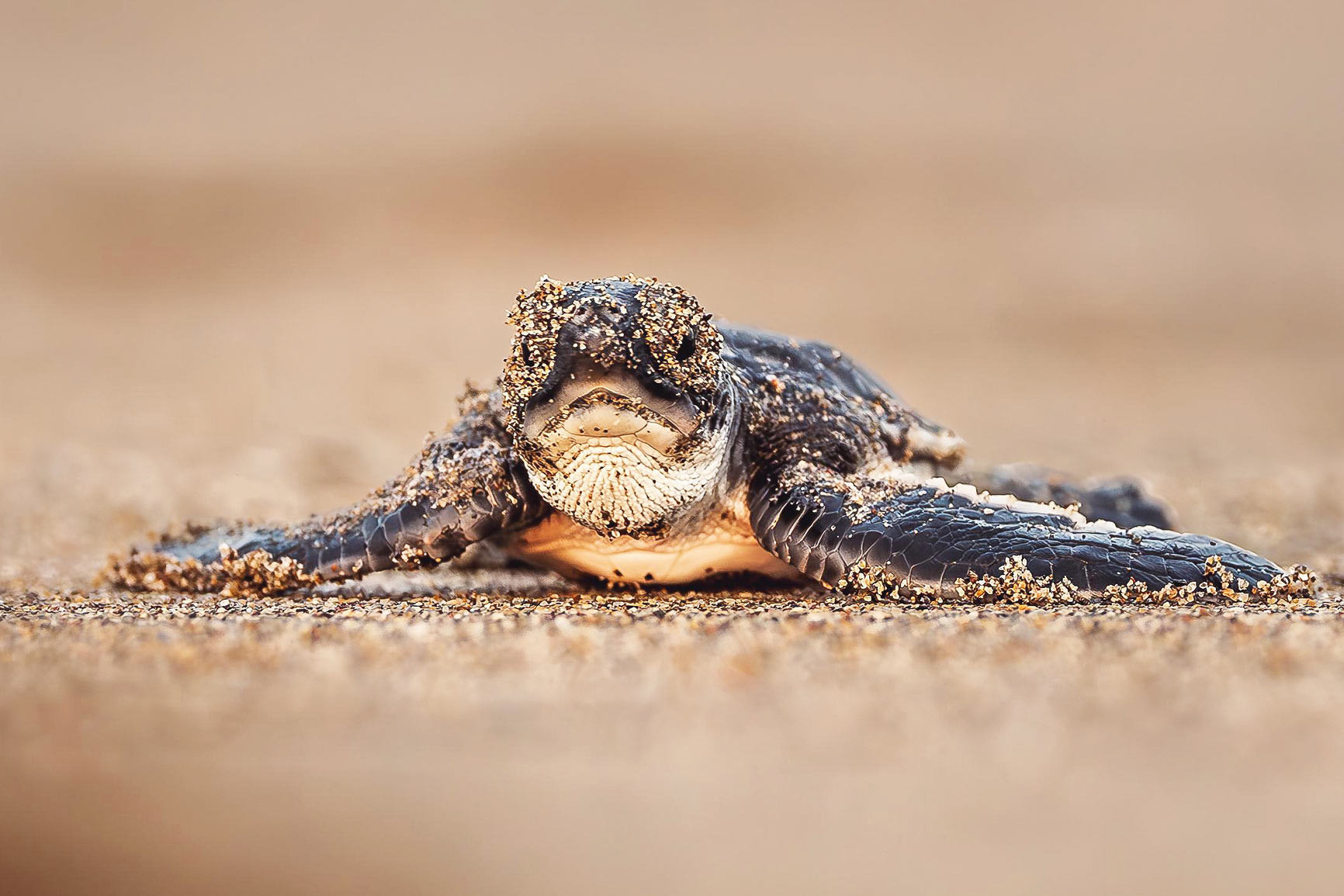 Yeşil deniz kaplumbağasının nesli kurtuldu