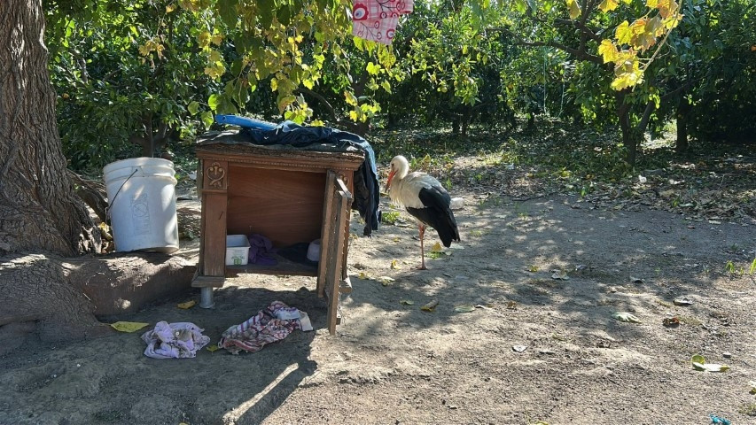 Hataylı vatandaş bahçede buldu: Kümeste tavuklarla birlikte yaşıyor