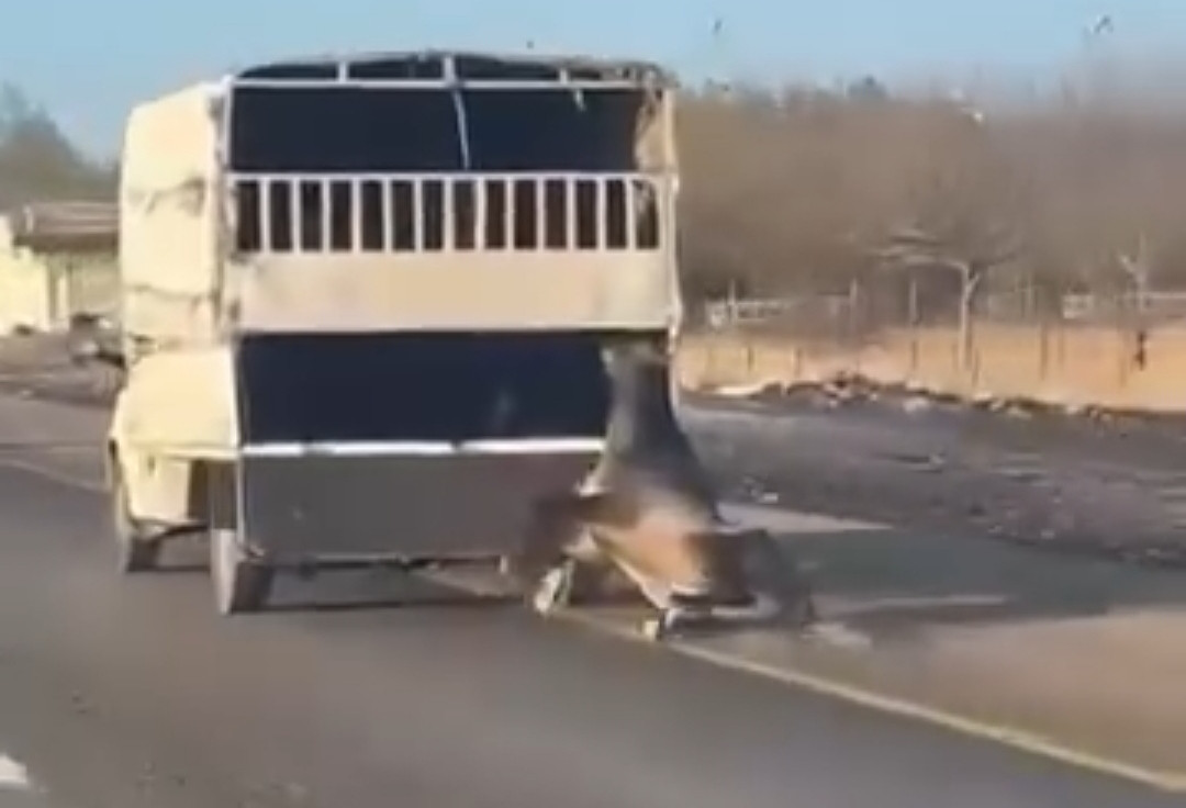 Kamyonetin arkasına bağladığı atı dakikalarca sürükledi