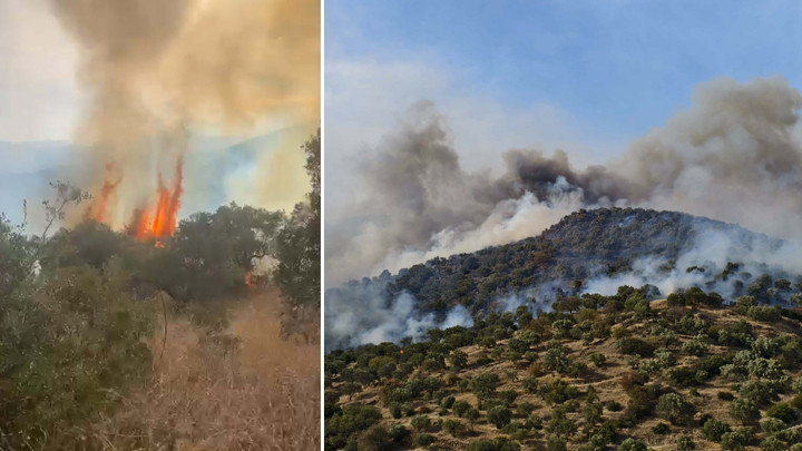 Son dakika... Aydın'da orman yangını! Rüzgarın etkisiyle yayıldı